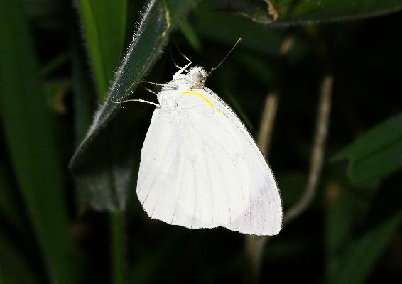 Colotis hetaera hetaera male UNS